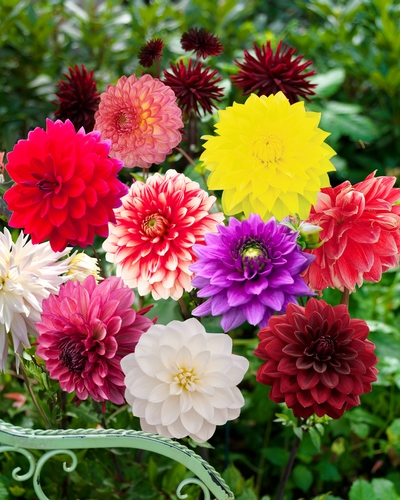 DAHLIA DECORATIVE MIX 10 kusov